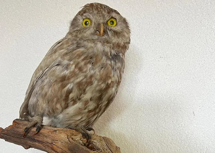 Apartment Casa Tschierva *